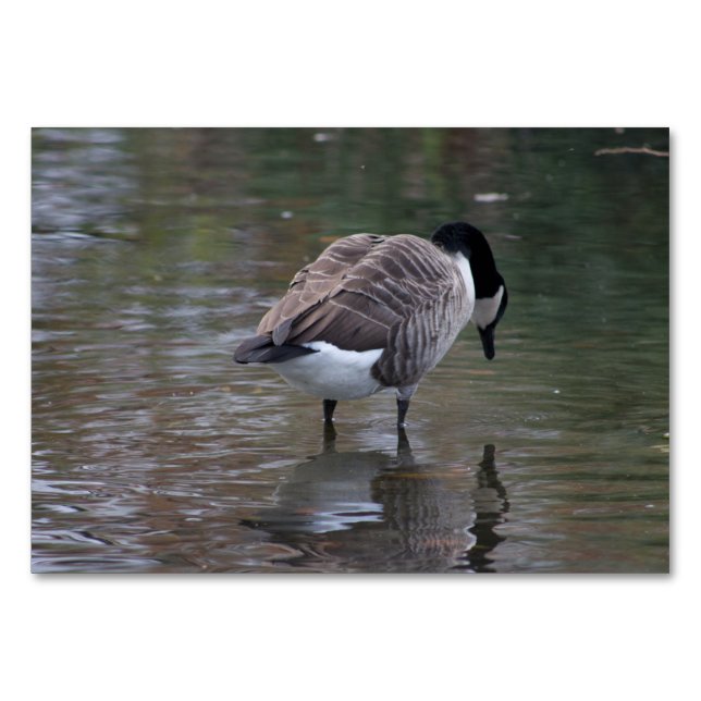 Canada Goose Table Number (Front)
