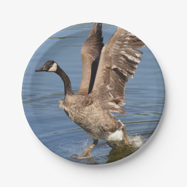 Canada Goose Taking Off The Water Paper Plate (Front)