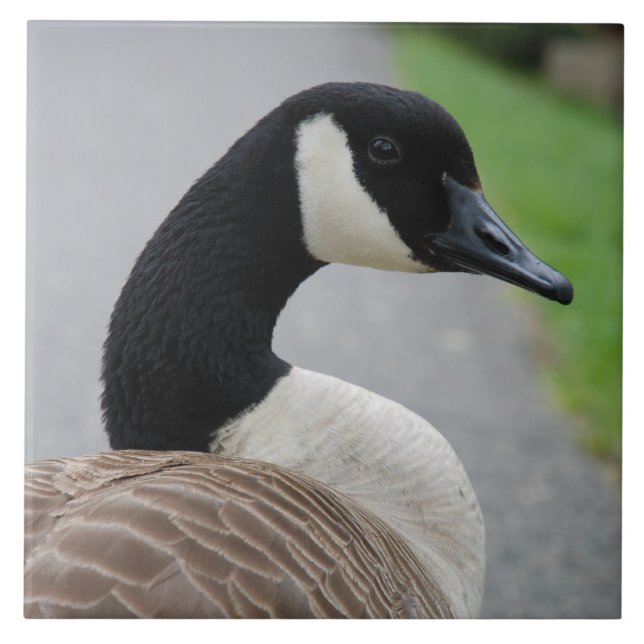 Canada goose tile (Front)