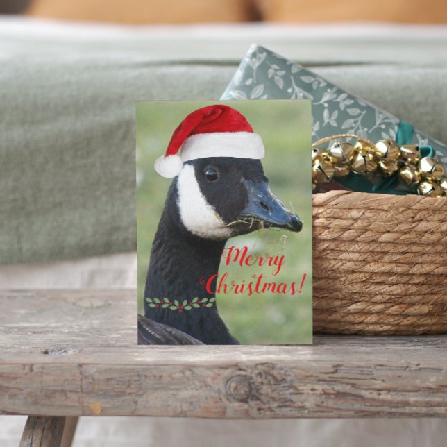 Canada Goose Wearing Red Santa Hat Holiday Postcard (In Situ)