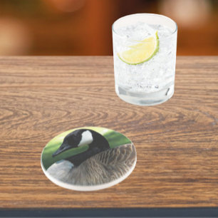 Canada Goose Wildlife Photo Coaster
