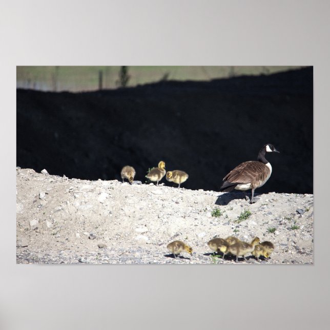 Canada Goose with Babies Poster (Front)