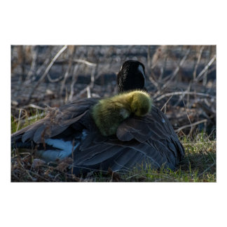 Canada goose with gosling Poster Print