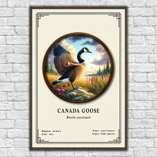 Canada Goose Zoology Poster