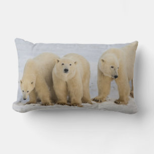 Canada, Hudson Bay. Polar bear mother with two Lumbar Cushion