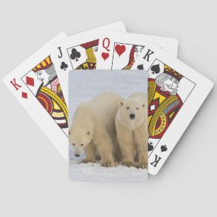 Canada, Hudson Bay. Polar bear mother with two Playing Cards