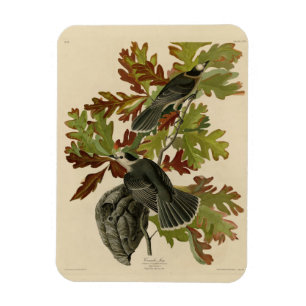 Canada Jay (Grey Jay) - Audubon's Birds of America Magnet