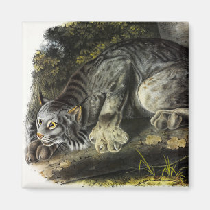 Canada Lynx (Lynx Canadensis) (Canadian Lynx) Magnet