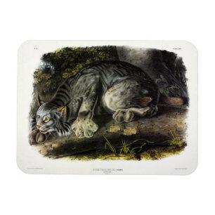 Canada Lynx (Lynx Canadensis) (Canadian Lynx) Magnet