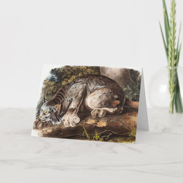 Canada Lynx (Lynx Canadensis) Illustration Card (Front)