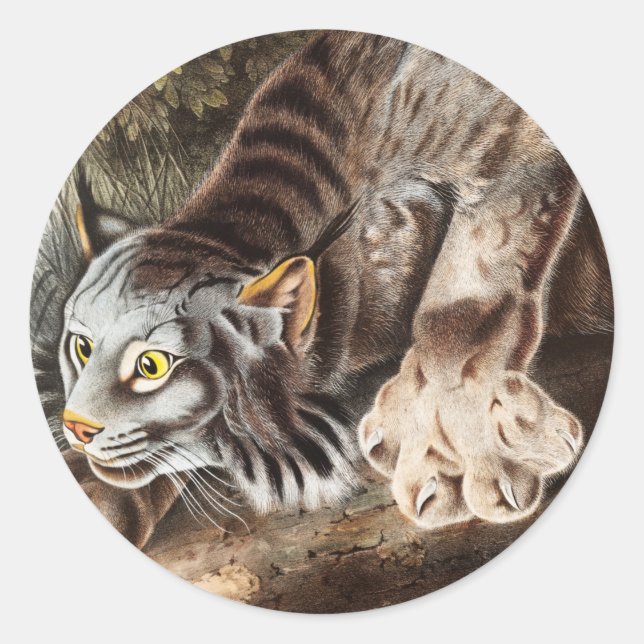 Canada Lynx (Lynx Canadensis) Illustration Classic Round Sticker (Front)