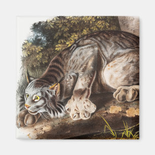 Canada Lynx (Lynx Canadensis) Illustration Magnet