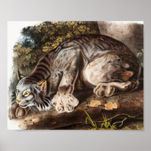 Canada Lynx (Lynx Canadensis) Illustration Poster