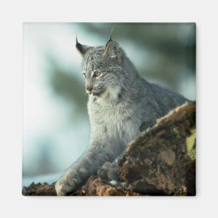 Canada lynx magnet
