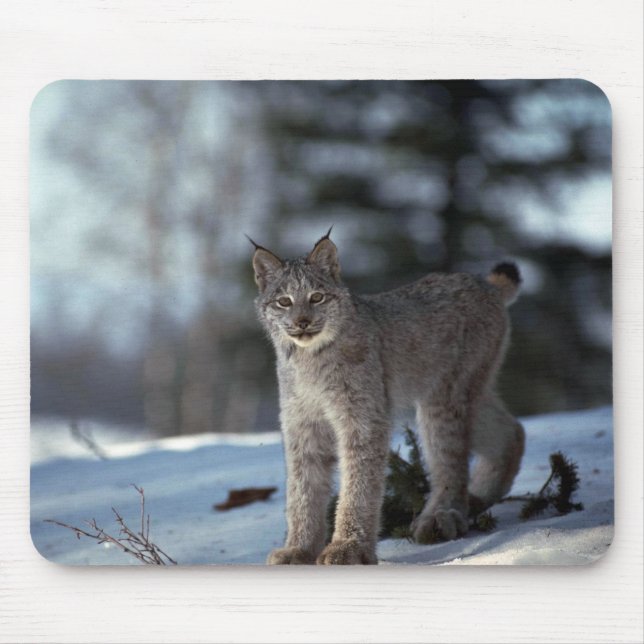 Canada lynx on snow mouse pad (Front)