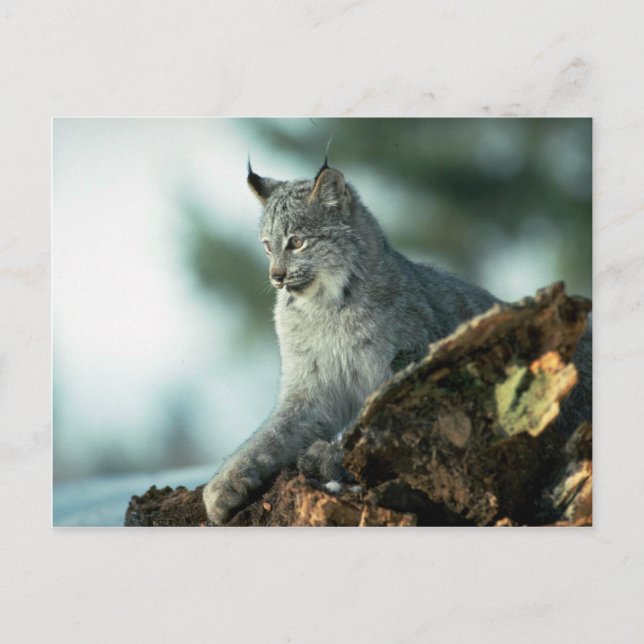 Canada lynx postcard (Front)
