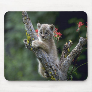 Canada Lynx-small kitten Mouse Pad