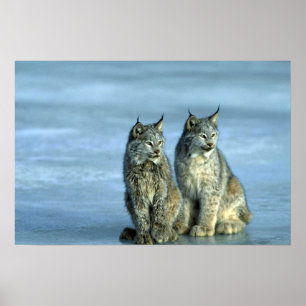 Canada lynx, winter, pair by icy stream poster