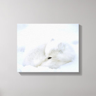 Canada, Manitoba, Churchill. Arctic Fox Canvas Print