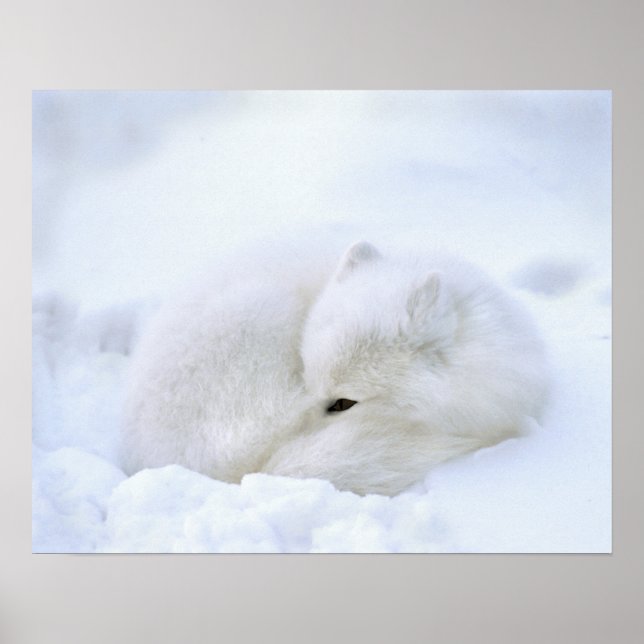 Canada, Manitoba, Churchill. Arctic Fox Poster (Front)