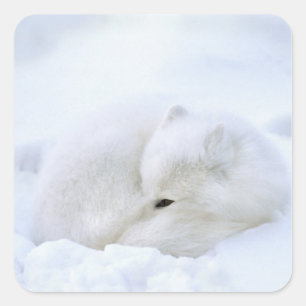 Canada, Manitoba, Churchill. Arctic Fox Square Sticker