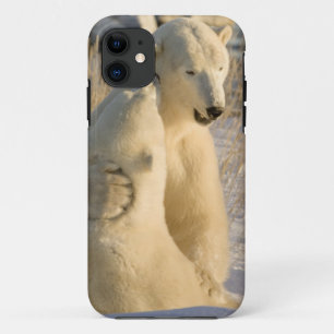 Canada, Manitoba, Hudson Bay, Churchill. iPhone 11 Case