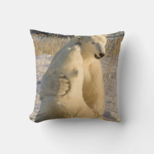 Canada, Manitoba, Hudson Bay, Churchill. Cushion