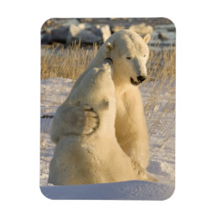 Canada, Manitoba, Hudson Bay, Churchill. Magnet