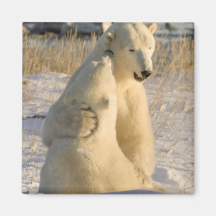 Canada, Manitoba, Hudson Bay, Churchill. Magnet