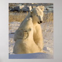 Canada, Manitoba, Hudson Bay, Churchill.