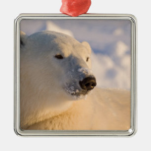 Canada, Manitoba, Hudson Bay   Polar Bear Metal Tree Decoration