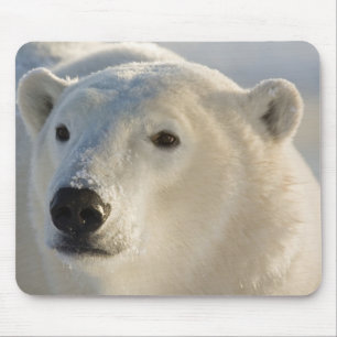 Canada, Manitoba, Hudson Bay Polar Bear Mouse Pad