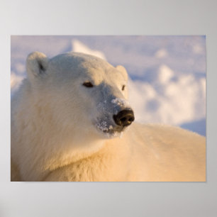 Canada, Manitoba, Hudson Bay   Polar Bear Poster