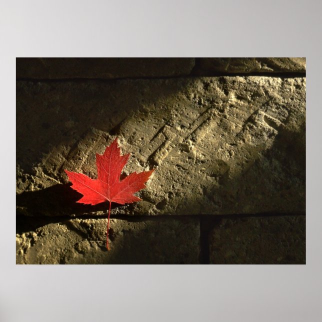 Canada Maple Leaf Poster (Front)