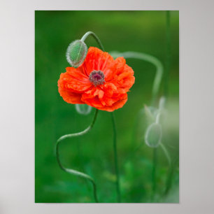 Canada, New Brunswick, , 2 Poster