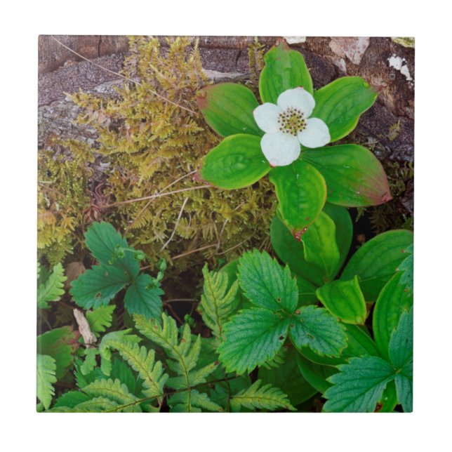 Canada, New Brunswick, ,  2 Tile (Front)