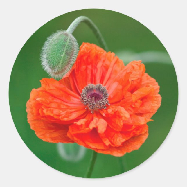 Canada, New Brunswick, , Classic Round Sticker (Front)