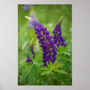 Canada, New Brunswick, . Poster