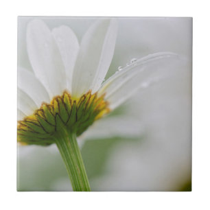Canada, New Brunswick, Tile
