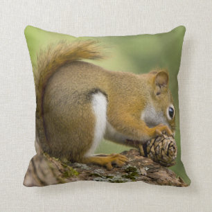 Canada, Nova Scotia, Halifax. Public Gardens, Cushion