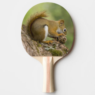 Canada, Nova Scotia, Halifax. Public Gardens, Ping Pong Paddle
