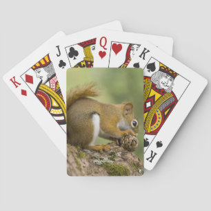 Canada, Nova Scotia, Halifax. Public Gardens, Playing Cards