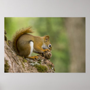 Canada, Nova Scotia, Halifax. Public Gardens, Poster
