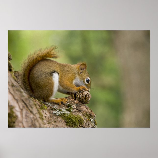 Canada, Nova Scotia, Halifax. Public Gardens, Poster (Front)