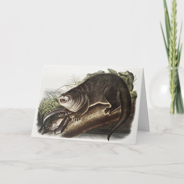 Canada Otter (Lutra Canadensis) Illustration Card (Front)