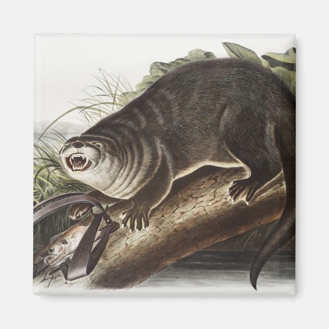 Canada Otter (Lutra Canadensis) Illustration Magnet (Front)