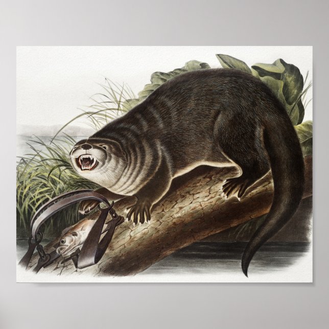 Canada Otter (Lutra Canadensis) Illustration Poster (Front)