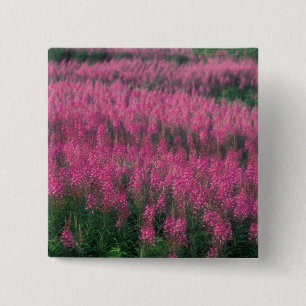 Canada, Quebec, Gaspe. Purple Lythrum Flowers, 15 Cm Square Badge