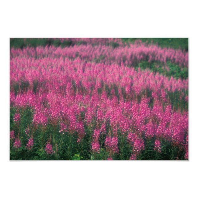 Canada, Quebec, Gaspe. Purple Lythrum Flowers, Photo Print (Front)