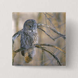 Canada, Quebec. Great grey owl perched on tree 15 Cm Square Badge